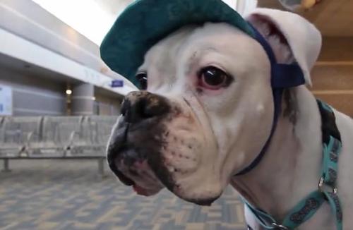 Little Girl Gives Her Deaf Dog A Signal While Identifying Her Abuser