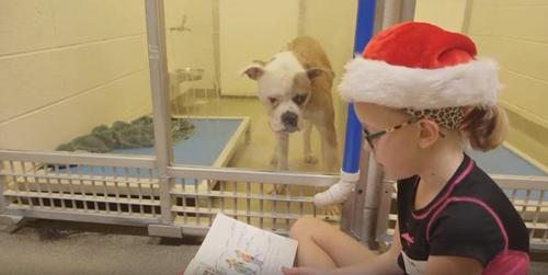When Kids Read To Shelter Dogs, Both The Animals And The Kids ...