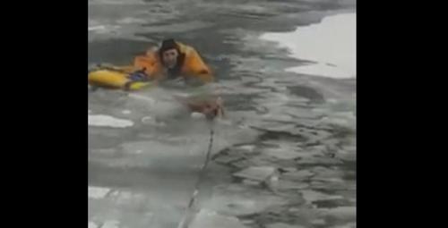Golden Retriever Plunges Through Ice, Rescuer Jumps Into Freezing Water ...