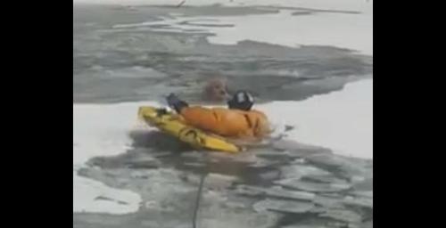 Golden Retriever Plunges Through Ice, Rescuer Jumps Into Freezing Water ...