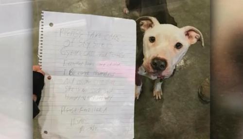 Skinny Dog Gets Left Alone In Shelter’s Parking Lot With A ...