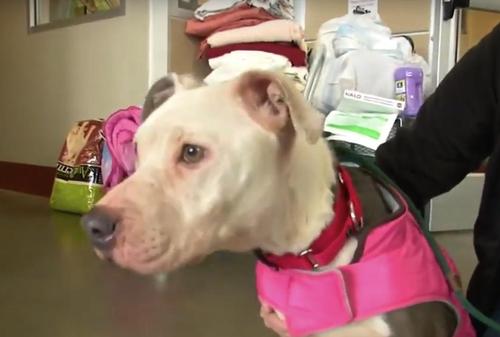 Skinny Dog Gets Left Alone In Shelter’s Parking Lot With A ...