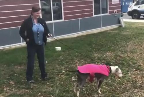 Skinny Dog Gets Left Alone In Shelter’s Parking Lot With A ...