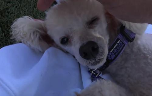 Dog Left For Dead On Side Of The Road Until Good Samaritan Finally ...