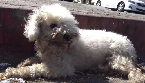 Dog Left For Dead On Side Of The Road Until Good Samaritan Finally ...