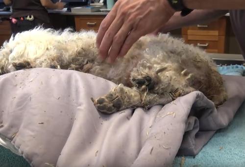 Dog Left For Dead On Side Of The Road Until Good Samaritan Finally ...