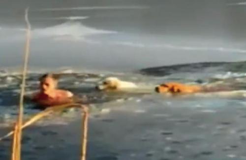 Man And His Dog Leap Into Water To Save Pups Trapped In Icy Lake