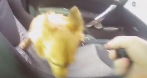 Officer Smashes Car Window To Rescue Dog Locked Inside