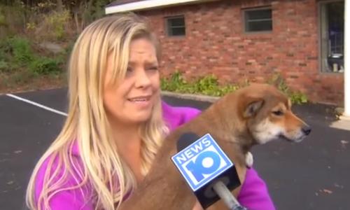 Dog Hit By Car Got Stuck In Bumper And Survived After Driver Went 16 ...