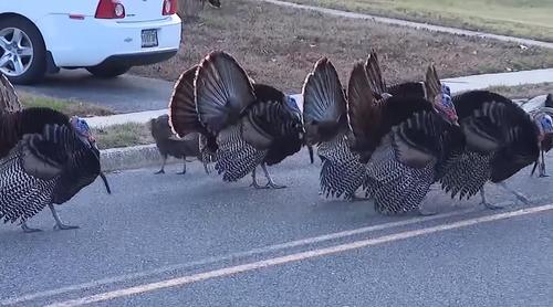 Menacing Turkeys Terrorize A Town In New Jersey