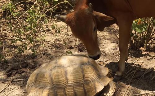 Giant Tortoise And Baby Cow In Thailand Became Unlikely Buddies