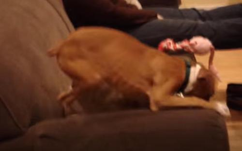 Puppy Shows Owner She Missed Him With Adorable Reaction