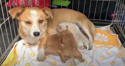 Heartbroken Dog Waits For Owner To Return For Her And Her Pups