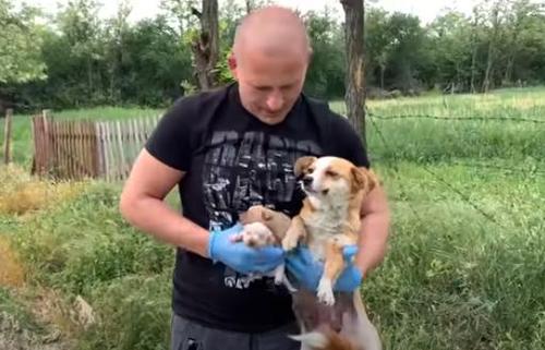 Heartbroken Dog Waits For Owner To Return For Her And Her Pups