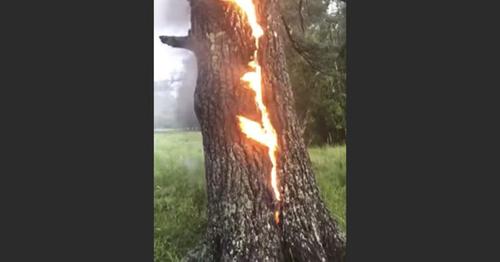 Tree Trunk Struck By Lightning Burns From Inside Out