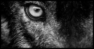Que animal você foi na sua vida passada?