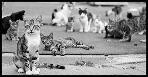 Выбери котиков, и мы скажем, какая ты кошатница 