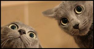 13 süße Katzen, die nie wieder aus ihrem Karton heraus wollen