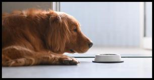 How Your Dog’s Bowl Is Making You Both Sick