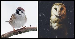 Are You A Night Owl Or An Early Bird?