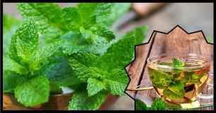 Use this Common Herb for Fast and Effortless Weight Loss