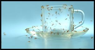  Questo veleno fai-da-te naturale ti aiuterà a sbarazzarti delle formiche
