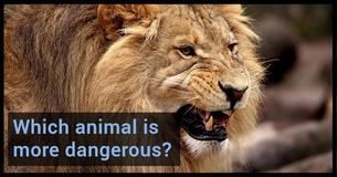 Are You An Animal Whiz And Can You Tell Us Which Animal Is More Dangerous?
