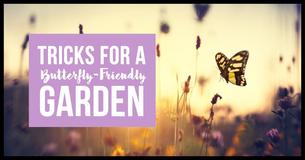 10 Simple Ways To Make Butterflies Feel More At Home In Your Backyard