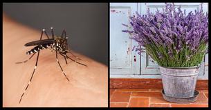 15 Veelvoorkomende Planten Die Muggen Op Een Afstand Houden Terwijl Jij Lekker Ruikt