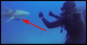 Diver Terrified By Shark’s Strange Behavior Until He Looks At Its Belly And Sees The Scary Truth