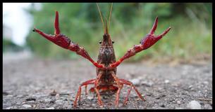 This Crayfish Made The Ultimate Sacrifice To Avoid Being Boiled Alive - And It Worked