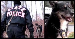 Cop Adopts Doomed Shelter Dog: Four Years Later, They Make Chilling Discovery In Woods