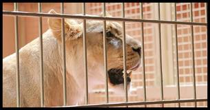 Rescued Circus Lion Gets Her First Ever Toy And Absolutely Loves It