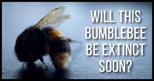 It's Official - This Bee Has Been Added To The Endangered Species List