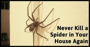 Why You Should Never Kill Spiders in Your House