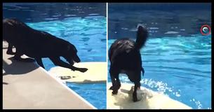 This Genius Dog Figured Out How To Get A Tennis Ball Out Of The Pool Without Getting Wet