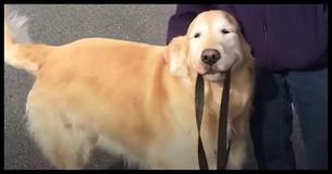 Senior Dog Walks Himself To Visit His Neighbors Every Day - The Reason Why Has Our Eyes Watering