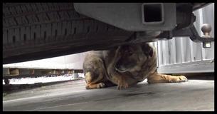 This Scared German Shepherd Sounds Exactly Like A Human When He Cries