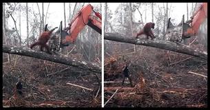 Orangutan Tries His Best To Fight Off Excavator Devastating His Home