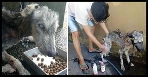 Malnourished Husky Was Just Skin And Bones - 10 Months Later She's Gone Through A Miraculous Change