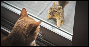 Adorable, Unlikely Friendship Springs Between A Man's Cat And The Baby Squirrel He Saved
