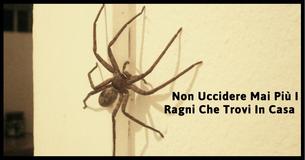Ecco Perché Non Dovresti Mai Uccidere I Ragni In Casa                                        
                                    