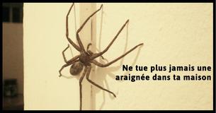 Voici pourquoi tu ne devrais jamais tuer des araignées dans ta maison