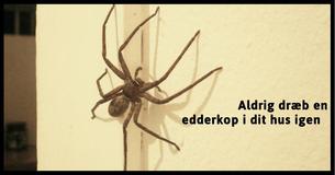 Hvorfor du aldrig bør dræbe edderkopper i dit hjem