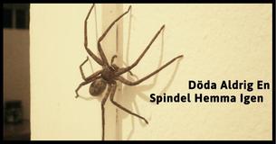 Varför Man Aldrig Borde Döda Spindlar Hemma                                        
                                    