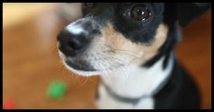 Dog's Unusual Talent Discovered By Adoptive Owner