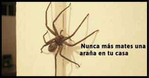Por qué nunca deberías matar las arañas en tu casa