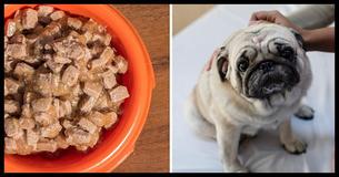 Dog Dies After Eating Popular Dog Food. FDA Finds Euthanasia Drug In These Well-Known Dog Food Brands