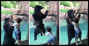 Viral Video Catches A Bear Imitating A Young Boy In The Most Adorable Way We've Ever Seen