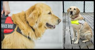 If You See A Service Dog Without It's Owner, This Is The Right Way To React